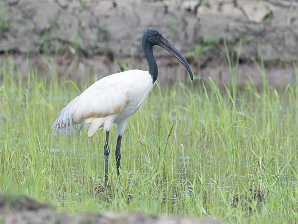 <h3><a href="/trips/srilanka/biota/animalia/chordata/aves/015 pelecaniformes/001 threskiornithidae/threskiornis melanocephalus/threskiornis melanocephalus-nl.html">Threskiornis&nbsp;melanocephalus</a> / Black‑headed&nbsp;ibis / Indische&nbsp;witte&nbsp;ibis</h3>NIKON D500 met AF-S Nikkor 300mm f/2.8G IF-ED VR II, 1/800 sec  bij F6.3, ISO 250, afstand 29.8&nbsp;m